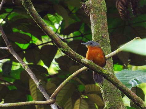 Spot-winged Antbird - eBird