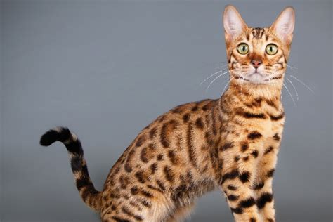 Develop a Bengal Cat Play Routine in The UK – Scriptonite Daily