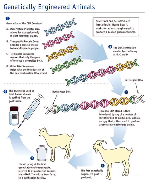 Genetic Engineering, Animals Photograph by Science Source - Pixels