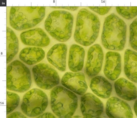 Moss leaf cells - microscope photograph - Spoonflower