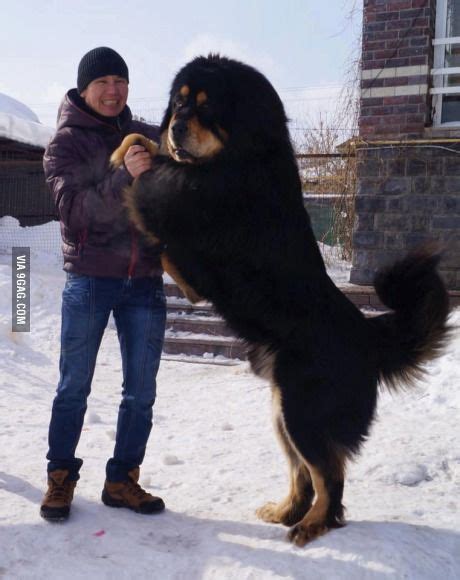 Mongolian native dog similar to Tibetan mastiff. We call it Bankhar ...