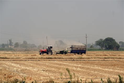 India Considers Restricting Wheat Exports as Heatwave Destroys Crops ...