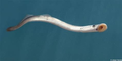 The sea lamprey (Petromyzon Marinus) is a jawless fish with the mouth of a leech. They can grow ...