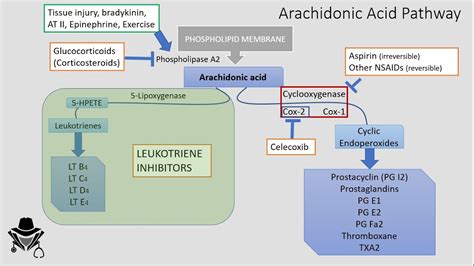 Eicosanoids & Arachidonic Acid Pathway - YouTube