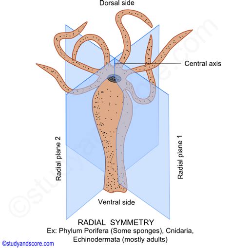 Radial Symmetry