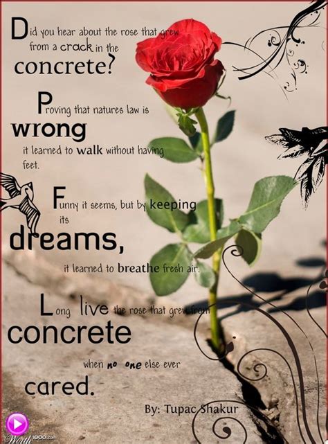 tupac poems the rose that grew from concrete | the-rose-that-grew-from ...