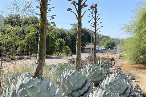 Agave Flower Stalk | Best Flower Site