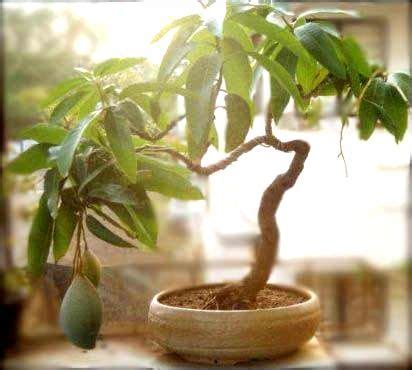 Mango Bonsai Bonsai Fruit Tree, Mini Bonsai, Indoor Bonsai, Bonsai ...