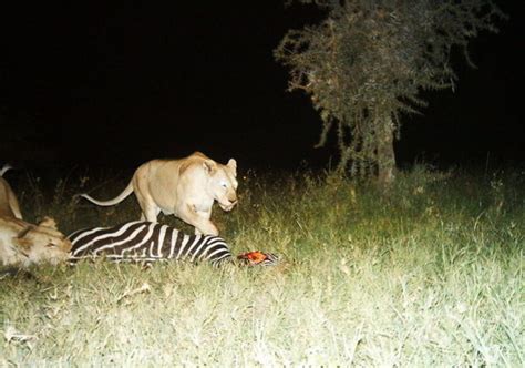 Up close and personal with Serengeti's elusive wildlife - CBS News