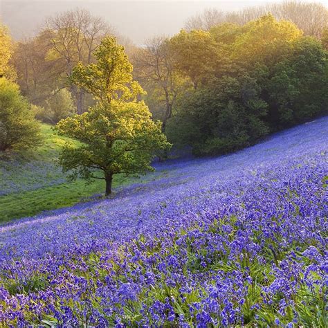 Bluebells in Minterne Magna, Dorset, England. The UK is home to about ...