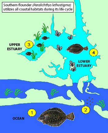 Coastal Habitat Types | NC DEQ