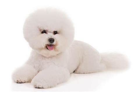 Dog Bichon Frise: traits and pictures