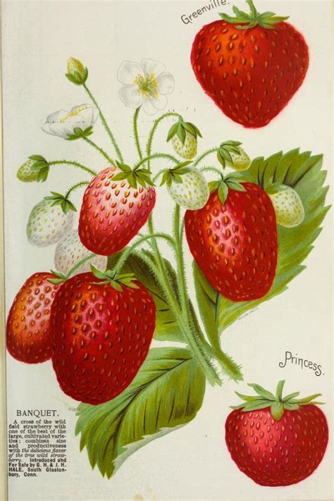 Strawberry Poster