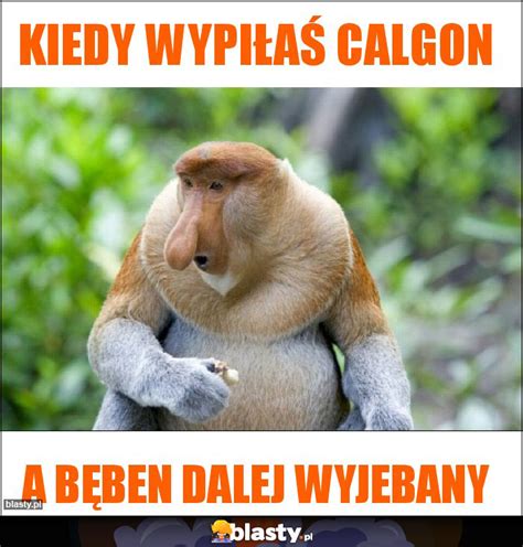 Kiedy wypiłaś calgon memy, gify i śmieszne obrazki facebook, tapety, demotywatory zdjęcia