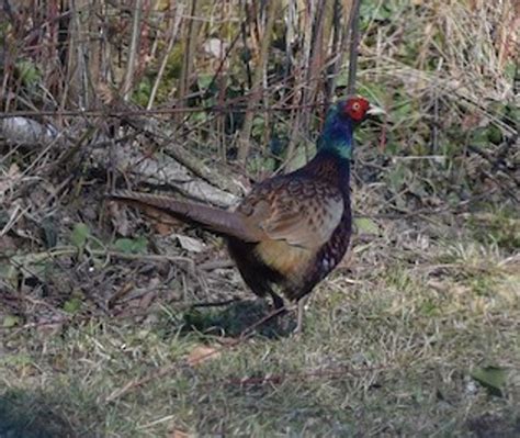 Green Pheasant – birdfinding.info