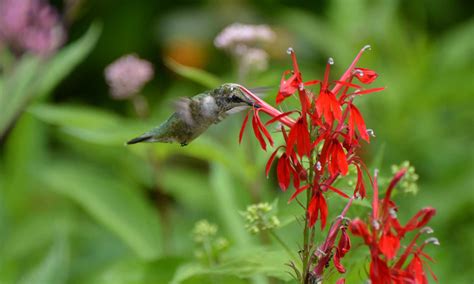 Bird-friendly Plants – Habitat Gardening in CNY