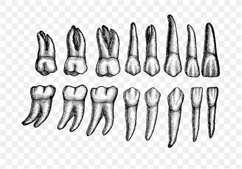 Anterior Teeth Anatomy