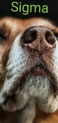 Dog black Live Wallpaper - free download