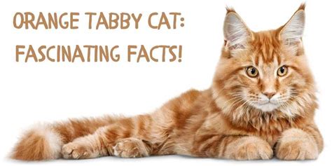 Orange Tabby Cat Fascinating Facts! Know About Tabby Cat Personality