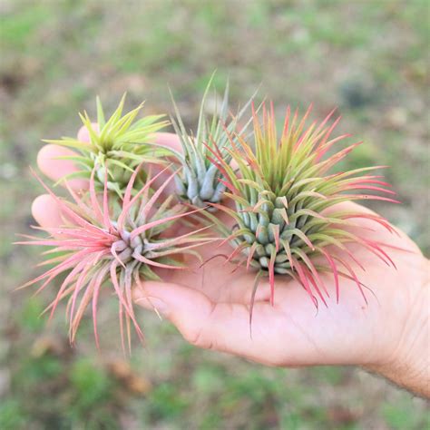 Wholesale Special Air Plants - Tillandsia Ionantha Variety - Air Plant Supply Co.