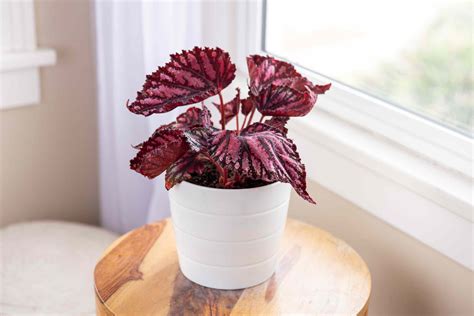 8 Best Indoor Plants to Refresh Your Home