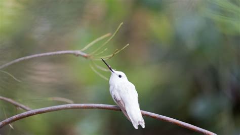 Leucistic Anna's hummingbird in the Australia Garden, UCSC Arboretum ...