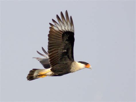 Download free photo of Crested caracara,bird,flying,wild,animal - from needpix.com