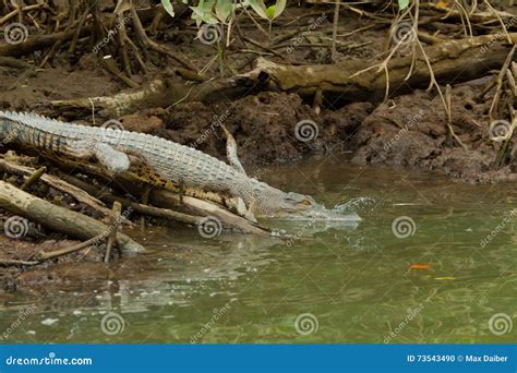 Crocodile in Brunei Darussalam Stock Photo - Image of animal, farm: 73543490