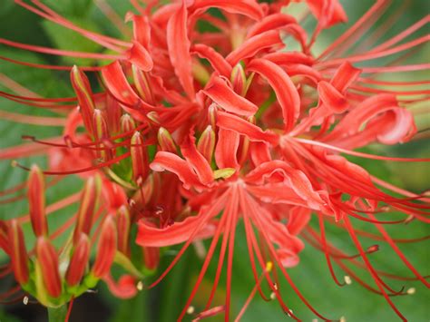 Free Images : tree, flower, botany, flora, shrub, amaryllis, autumn flowers, macro photography ...