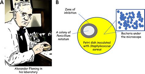 Alexander Fleming,The Discoverer of The抗生物質効果の発見者Penicillin·Frontiers ...