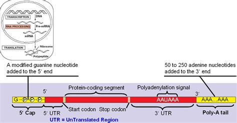 RNA_processing.html 17_09RNAProcessingCapTail.jpg