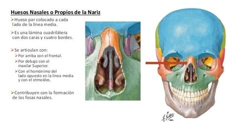 Huesos Nasales (anatomia, bordes, fracturas) | Anatomía Topográfica