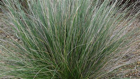 Blue Tussock-grass | plantselector.warrnambool.vic.gov.au