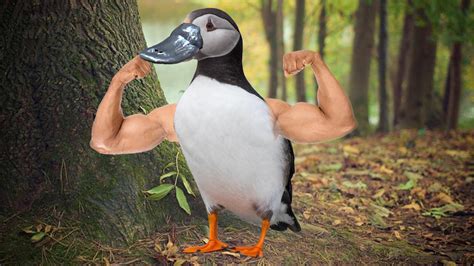 I also gave it a platypus bill : r/birdswitharms