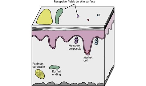 Touch: The Skin – Foundations of Neuroscience in 2021 | Skin foundation, Neuroscience, Body mind ...