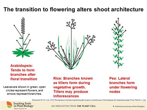 New Teaching Tool: “Molecular Control of Plant Shoot Architecture ...