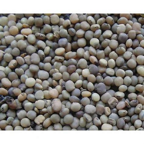 Cluster Bean Seeds, Packaging: 25 kg at Rs 325/kilogram in Pune | ID ...