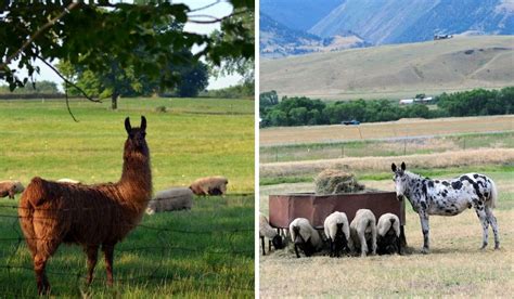 Guard Llama or Guard Donkey: Making the Right Decision for Your Farm ...