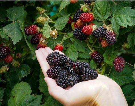 Marionberry plant — Wild Violet Flower Farm