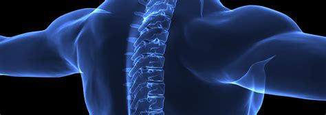 Spine Anatomy Video Spinal Structure Spinal Cord Anatomy, 52% OFF