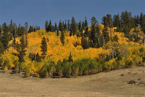 Kaibab National Forest | Natural Atlas