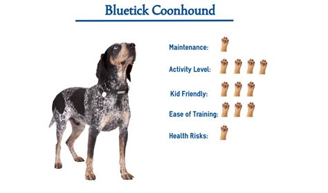 Blue Tick Hound Dog Names Bluetick Coonhound Puppies / 12 Coonhounds ...