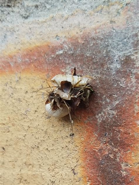 Psychidae by Navaneeth Sini George on 29 May 2020