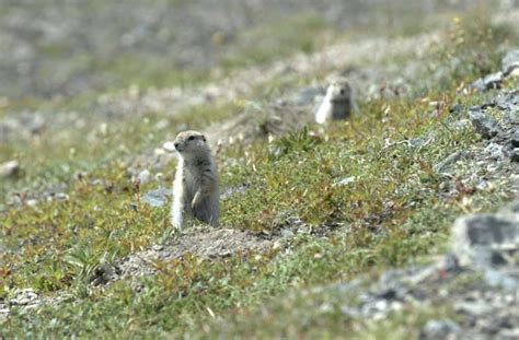 Tundra Biome Plants Names