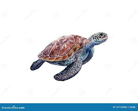 Realistic Turtle Drawing Outline - Bonslugares Wallpaper