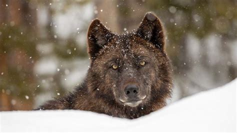 Reintroduction of the Wolves to Yellowstone - Quizizz