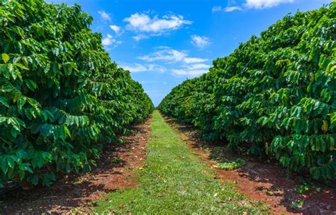 A Visitors Guide to the Kauai Coffee Plantation - It Started Outdoors