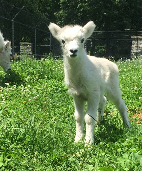 St. Paul's Como Zoo has new baby lamb