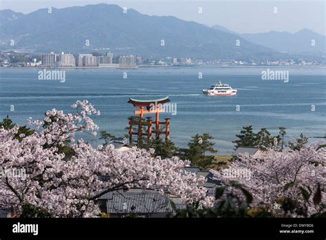 Torii of Itsukushima Shrine and Cherry Blossoms, Hatsukaichi, Hiroshima Prefecture, Japan Stock ...