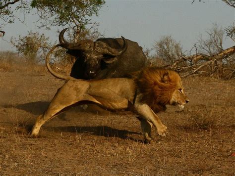 Image of a male Lion being Chased by an African Buffalo Bull in the ...